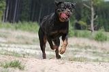 ROTTWEILER 284